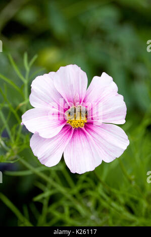 Biene auf schmuckkörbchen 'Daydream' Blume. Stockfoto