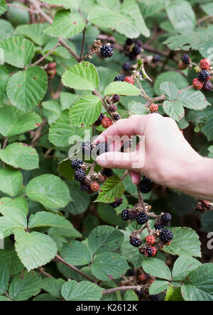 Rubus fructicosus. Frau Kommissionierung Brombeeren aus der Hecke. Stockfoto