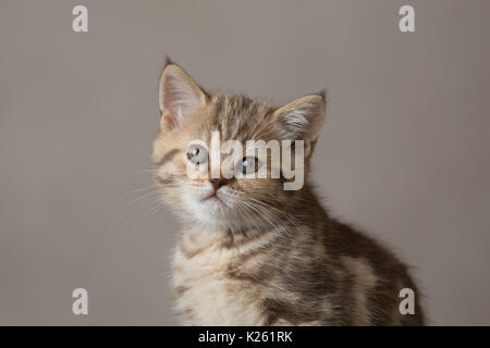 Junge Katze Portrait auf braunem Hintergrund Stockfoto