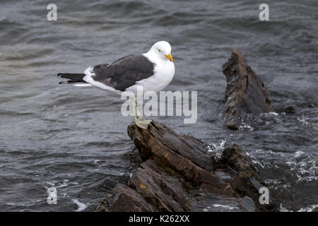 Kelp Gull Larus dominicanus Karkasse Island Falkland Malvinas Vogel Stockfoto