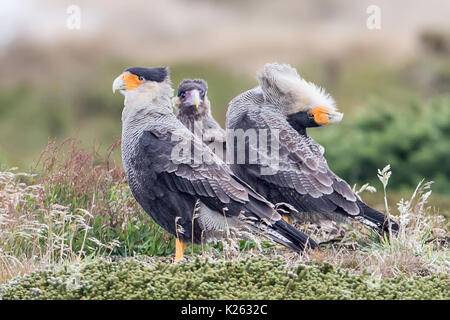 Erwachsenen und Jugendlichen mit Display Crested südlichen Karakara Polyborus plancus Karkasse Island Falkland Malvinas Stockfoto