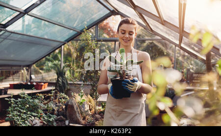 Frau Gärtner, die Kakteen im Gewächshaus. Weibliche Arbeitnehmer in Garten Center arbeiten. Stockfoto