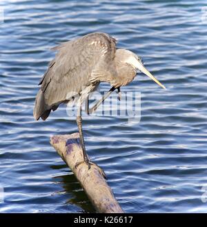 Bild mit einem Great Blue heron Reinigung Federn Stockfoto