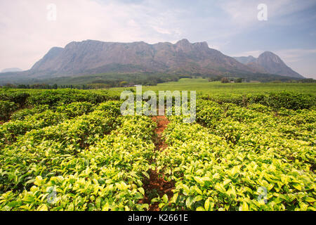 Zentral-Afrika, Malawi, Blantyre Bezirk. Tee-Farmen Stockfoto