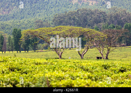 Zentral-Afrika, Malawi, Blantyre Bezirk. Tee-Farmen Stockfoto