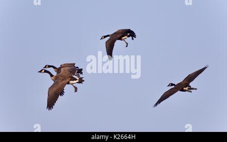 Schönes Bild mit vier Canada Geese flying Stockfoto