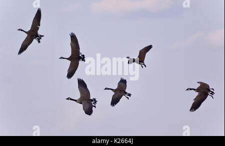 Bild mit einer Gruppe von Kanada Gänse fliegen Stockfoto