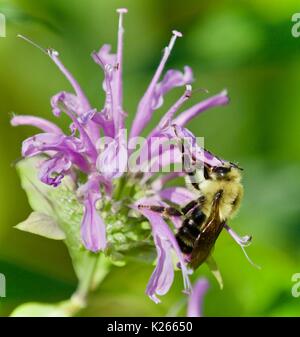 Bild mit einer Honigbiene sitzen auf Blumen Stockfoto