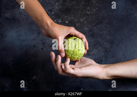 Woman's Hand den Apfel in der Hand des Mannes. Hände halten ein Adam Apfel. Adam's Apple in seinen Händen. Stockfoto