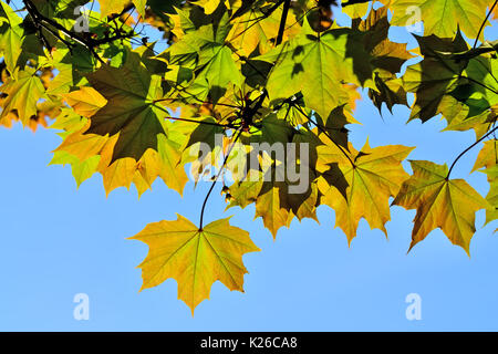 Ahorn Blätter closeup auf blauen Himmel Hintergrund Stockfoto
