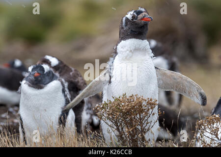 Gentoo Pinguin Pygoscelis papua Mauser Karkasse Island Falkland Malvinas Stockfoto