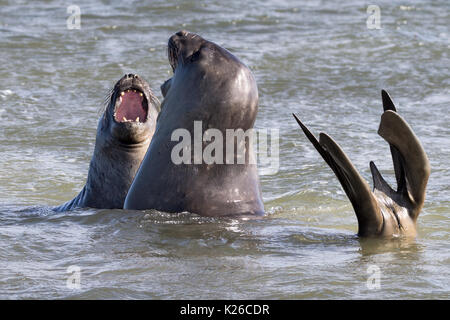 Zwei männlichen Seeelefanten kämpfen Karkasse Island Falkland Malvinas Stockfoto