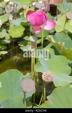 Lotusblume (Nelumbo nucifera) und Samenkapseln, Großbritannien Stockfoto