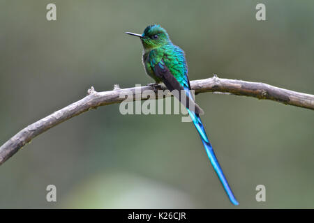 Long-tailed sylph (Aglaiocercus Kingii), tropischen feuchten Bergwald. Stockfoto