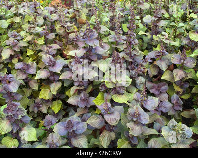 Dekorative Nessel auf ein Blumenbeet Stockfoto
