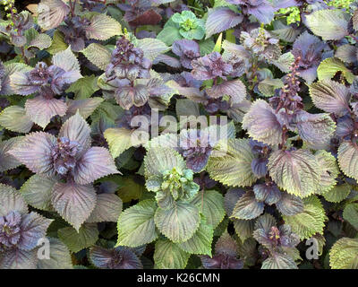 Dekorative Nessel auf ein Blumenbeet Stockfoto