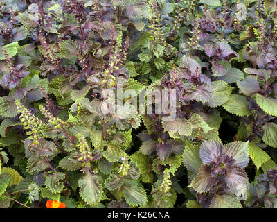 Dekorative Nessel auf ein Blumenbeet Stockfoto