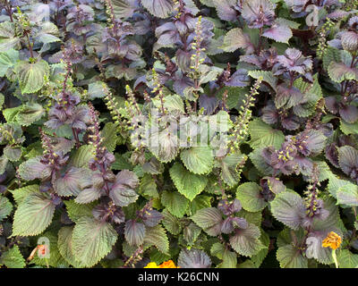 Dekorative Nessel auf ein Blumenbeet Stockfoto