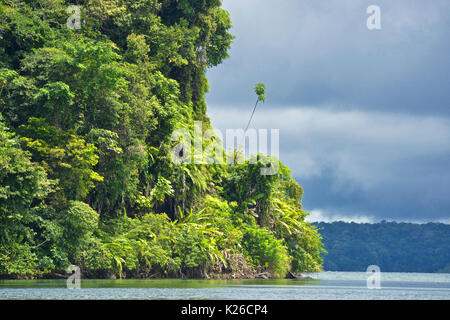 National Natural Park von Uramba, Bahia Malaga, Kolumbianische Pazifikküste Stockfoto