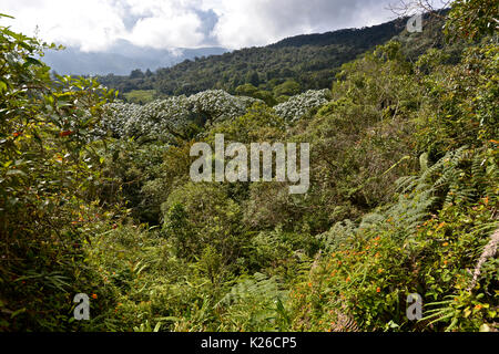 Fragmentierte Cloud Forest site von San Antonio auf der westlichen Anden Kolumbiens Stockfoto