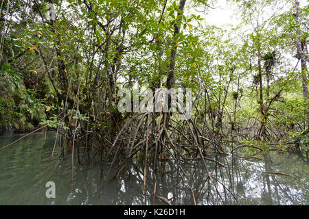 National Natural Park von Uramba, Bahia Malaga, Kolumbianische Pazifikküste Stockfoto