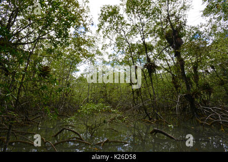 National Natural Park von Uramba, Bahia Malaga, Kolumbianische Pazifikküste Stockfoto