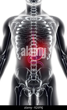 3D-Illustration des Magens, Teil des Verdauungssystems, Anatomie detail. Stockfoto