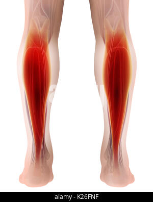 3D-Darstellung der Gastrocnemius, Teil der Beine Muskel Anatomie - medizinisches Konzept. Stockfoto