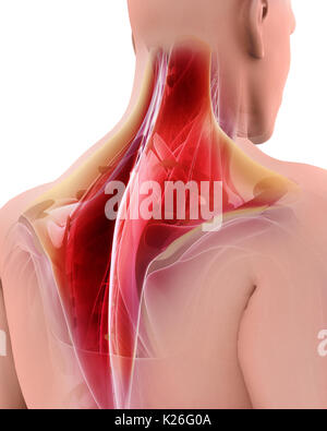 3D-Darstellung der TRAPEZIUS, Teil der Muskel Anatomie. Stockfoto