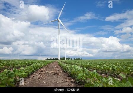 Windenergieanlagen in einem sojafeld an einem sonnigen Nachmittag mit blauem Himmel und Wolken Stockfoto