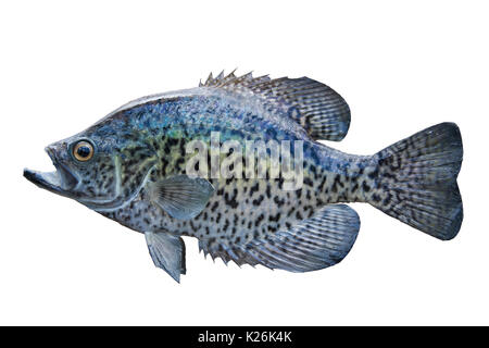 Ein Schwarzer Crappie auf weißem Hintergrund Stockfoto