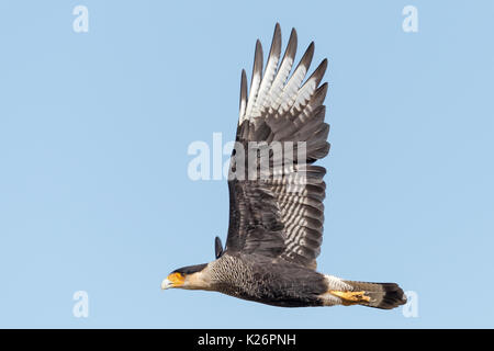 Southern Crested Karakara Polyborus plancus Valle Chacabuco Patagonia Park Chile Stockfoto