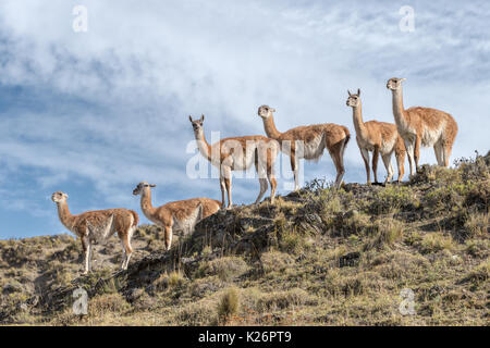 Guanaco am Horizont Valle Chacabuco Patagonia Park Chile Stockfoto