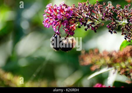 Biene auf einer Blume Sommerflieder Stockfoto