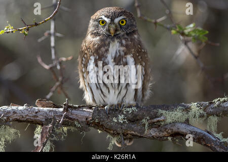 Austral Pygmy-Owl Glaucidium nanum Valle Chacabuco Patagonia Park Chile Stockfoto