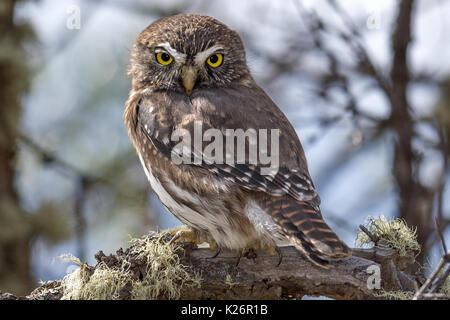 Austral Pygmy-Owl Glaucidium nanum Valle Chacabuco Patagonia Park Chile Stockfoto