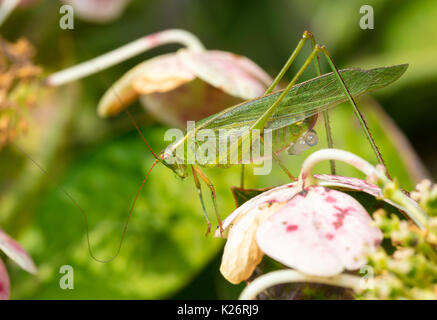 Heuschrecke Eier Stockfoto