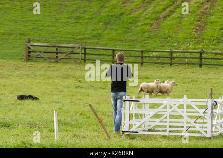 Ein Bauer und seine walisische Border Collie konkurrieren in der jährlichen Ceiriog Tals Schaf Hund Studien bei Glyn Ceiriog North Wales Stockfoto