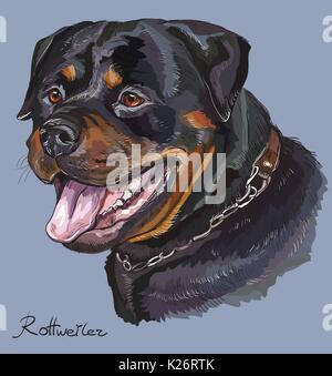 Rottweiler Vektor hand Zeichnung Illustration in verschiedenen Farben auf blauem Hintergrund Stock Vektor