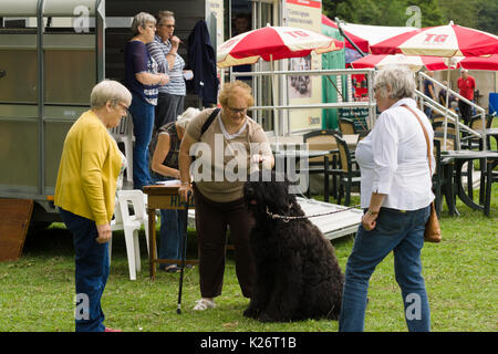 Meine Damen bewundern einen großen Zotteligen Hund bei der jährlichen Ceiriog Tals Schaf Hund Prüfungen und viehausstellung in Glyn Ceiriog North Wales Stockfoto