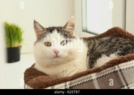 White Face Tom mail Katze lag im Bett auf der Fensterbank mit Gras im Topf auf Hintergrund Stockfoto