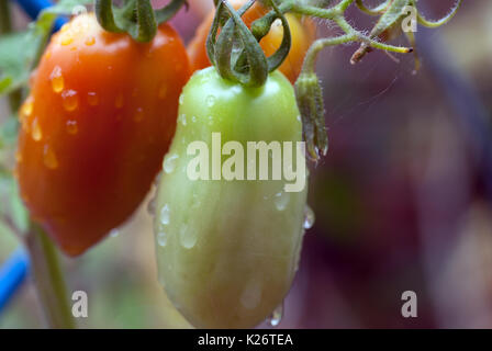 Wassertropfen auf reife Tomaten auf der Rebe nach dem Regen Stockfoto