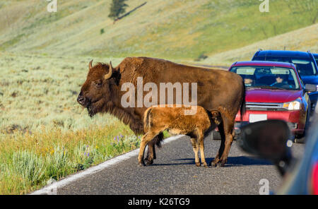 Bison mama Pflege ihrer jungen Kalb. Yellowstone National Park, USA Stockfoto