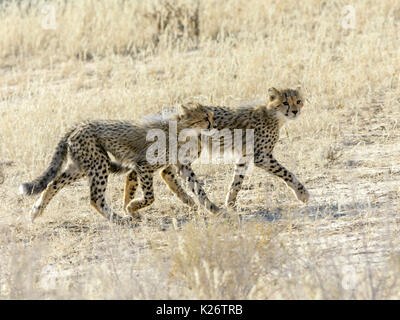 Zwei junge Geparden (Acinonyx jubatus), Kgalagadi Transfrontier National Park, North Cape, Südafrika Stockfoto