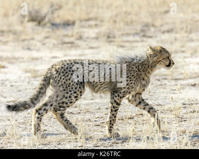 Junge Geparden (Acinonyx jubatus), Kgalagadi Transfrontier National Park, North Cape, Südafrika Stockfoto