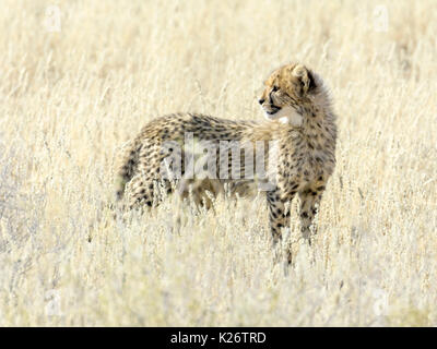 Junge Geparden (Acinonyx jubatus), Kgalagadi Transfrontier National Park, North Cape, Südafrika Stockfoto