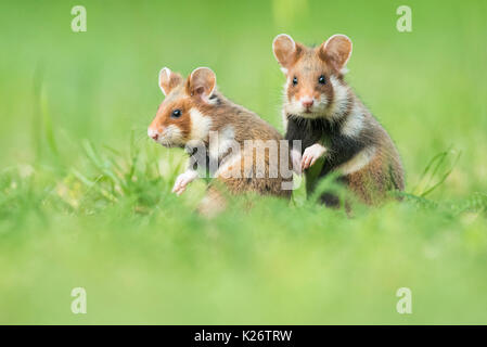 Zwei junge europäische Hamster (Cricetus cricetus) sitzen in der Wiese, natürlicher Lebensraum, junge Tier, Wild Animal, Niederösterreich Stockfoto