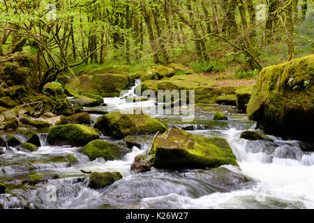 Golitha Falls, River Fowey, in der Nähe von Bodmin Moor, Liskeard, Cornwall, England, Vereinigtes Königreich Stockfoto