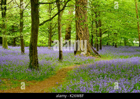 Blüten der Gemeinsamen Bluebell (Hyacinthoides non-scripta) im Wald, in der Nähe von Bodmin, Cornwall, England, Vereinigtes Königreich Stockfoto