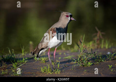 Südliche Kiebitz (Vanellus sp.), Pantanal, Mato Grosso do Sul, Brasilien Stockfoto